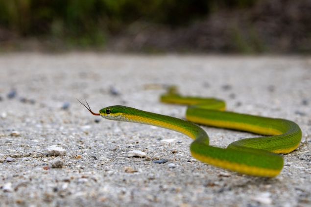 Sonhar com cobra pequena: veja o que isso significa